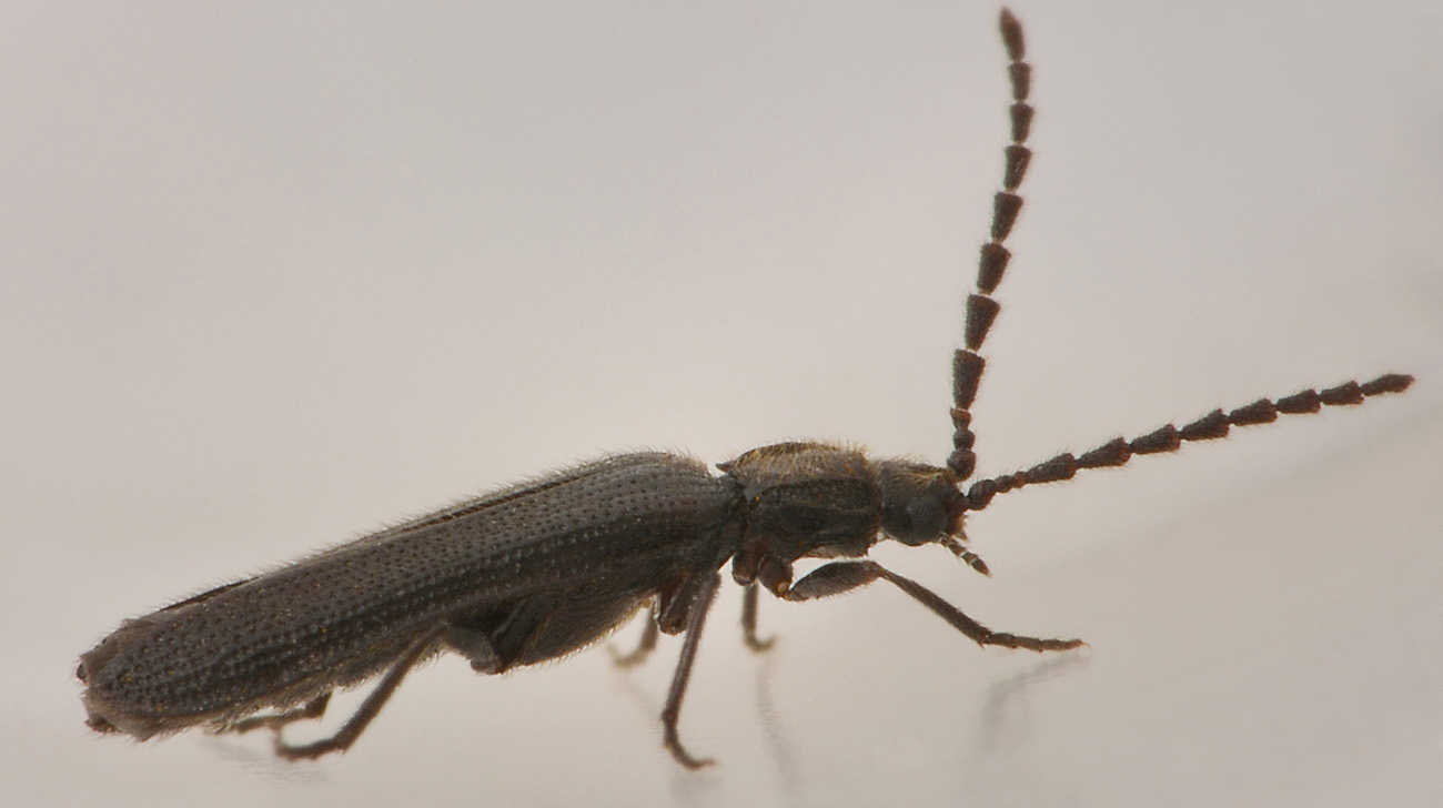 Omalisidae:  Phaeopterus unicolor